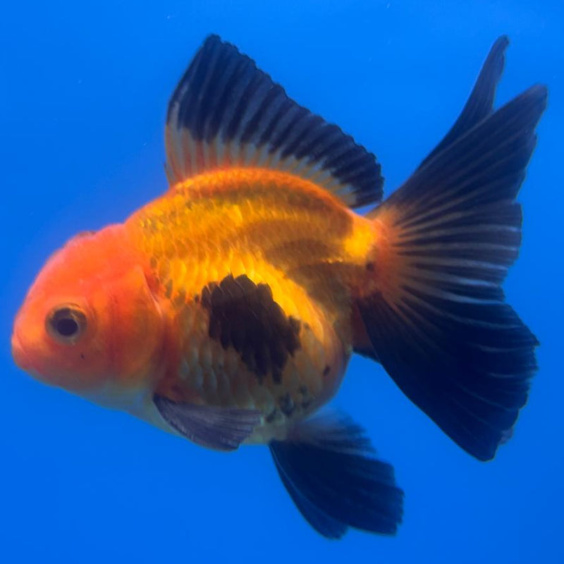 Thai Oranda Apache 2.5" Body Male (CK-503)R3B17