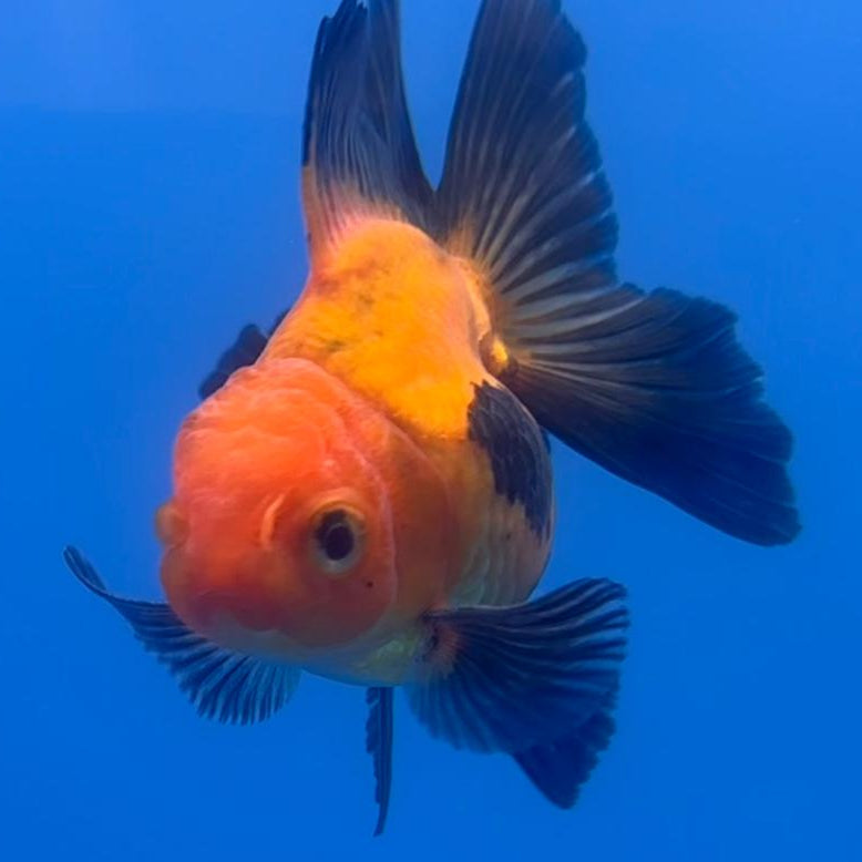 Thai Oranda Apache 2.5" Body Male (CK-503)R3B17