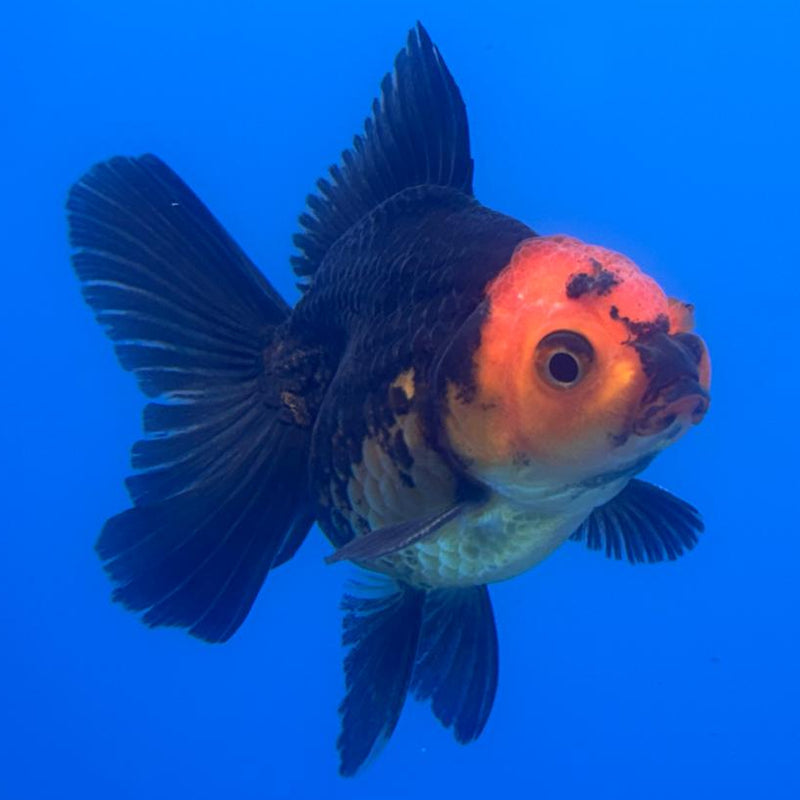 Thai Oranda Apache 2.5" Body Male (CK-504)R3B17