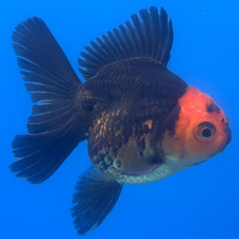 Thai Oranda Apache 2.5" Body Male (CK-504)R3B17