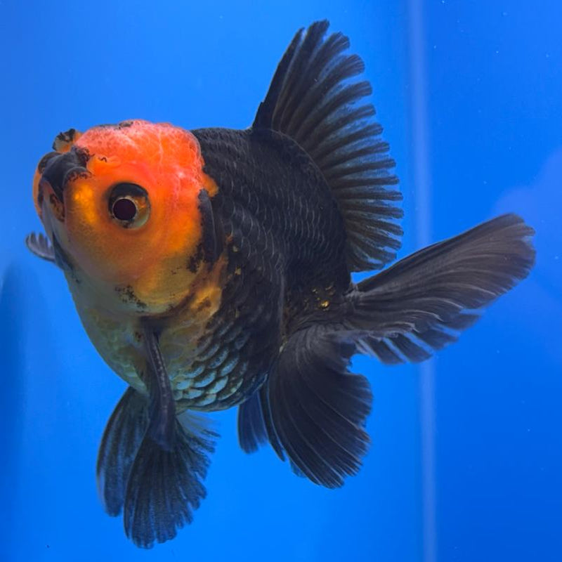 Thai Oranda Apache 2.5" Body Male (CK-504)R3B17