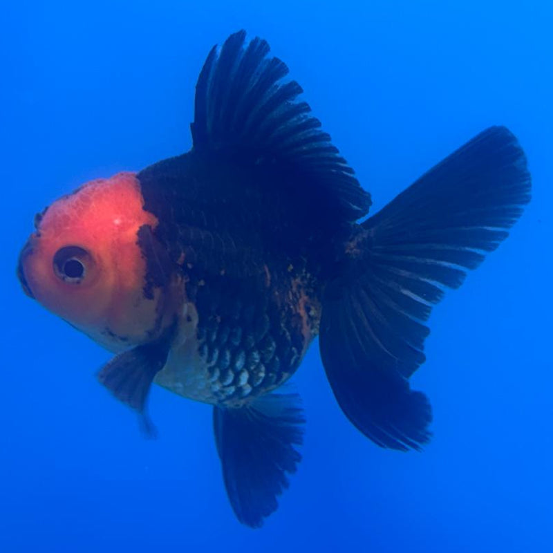 Thai Oranda Apache 2.5" Body Male (CK-504)R3B17