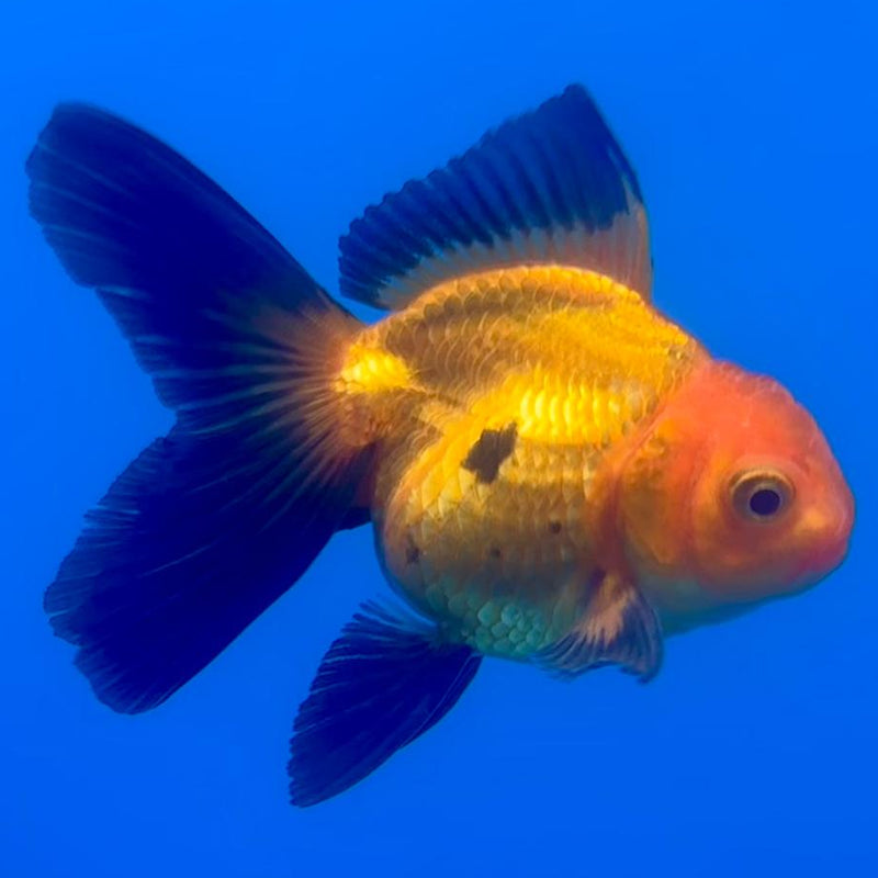 Thai Oranda Apache 2.5" Body Male (CK-503)R3B17