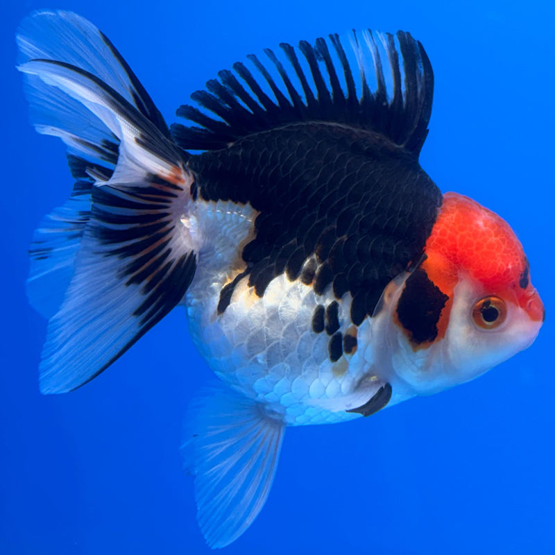 Thai Oranda Tri-Color 4" Body Female (CK-519)R1B11