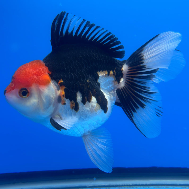 Thai Oranda Tri-Color 4" Body Female (CK-519)R1B11