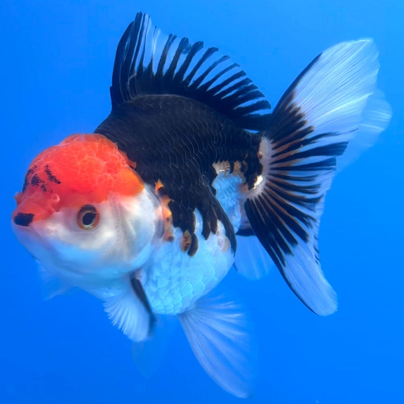 Thai Oranda Tri-Color 4" Body Female (CK-519)R1B11