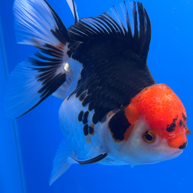 Thai Oranda Tri-Color 4" Body Female (CK-519)R1B11