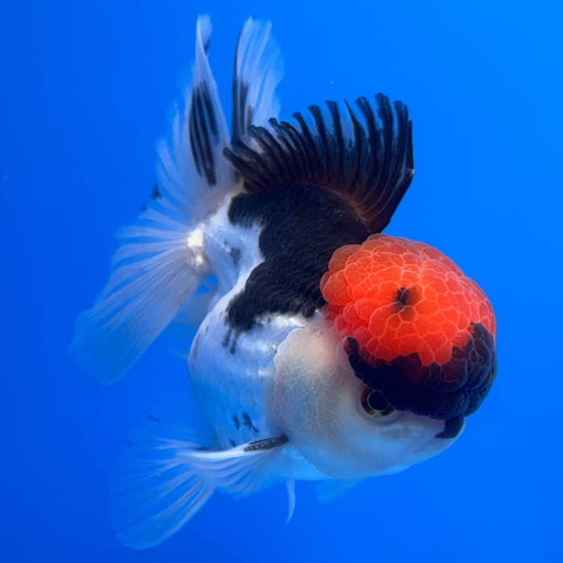 Thai Oranda Tri-Color 4" Body Male (CK-521)R1B11