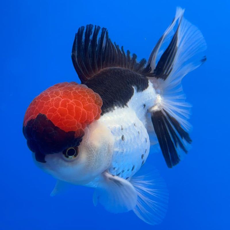 Thai Oranda Tri-Color 4" Body Male (CK-521)R1B11