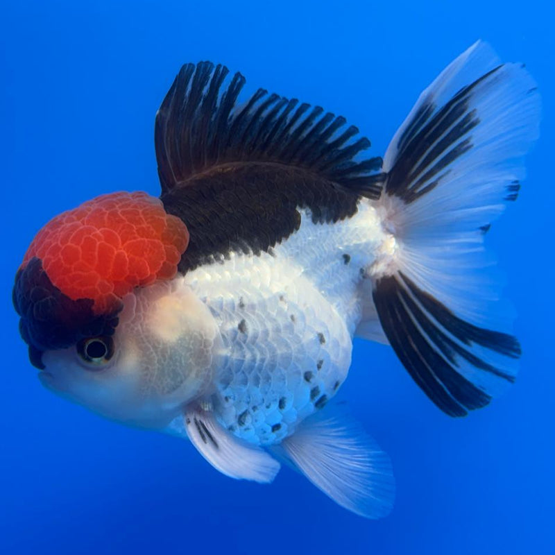 Thai Oranda Tri-Color 4" Body Male (CK-521)R1B11