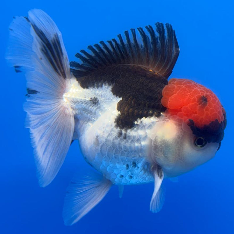 Thai Oranda Tri-Color 4" Body Male (CK-521)R1B11