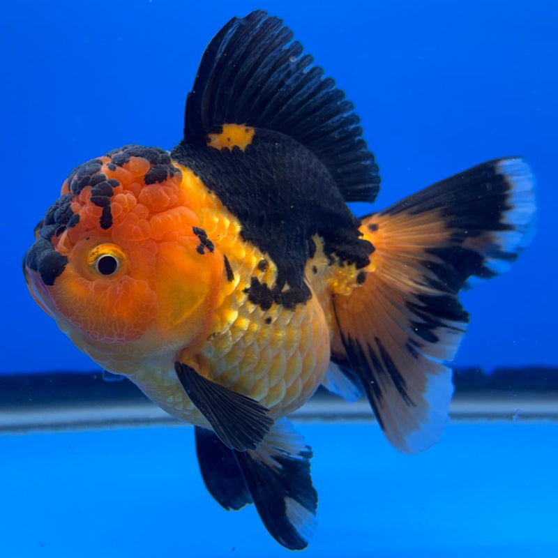 Thai Oranda Apache 4" Body Female (CK-507)R1A12