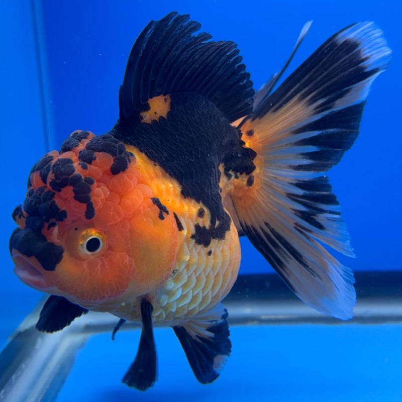 Thai Oranda Apache 4" Body Female (CK-507)R1A12