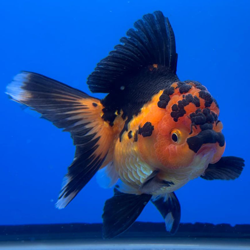 Thai Oranda Apache 4" Body Female (CK-507)R1A12