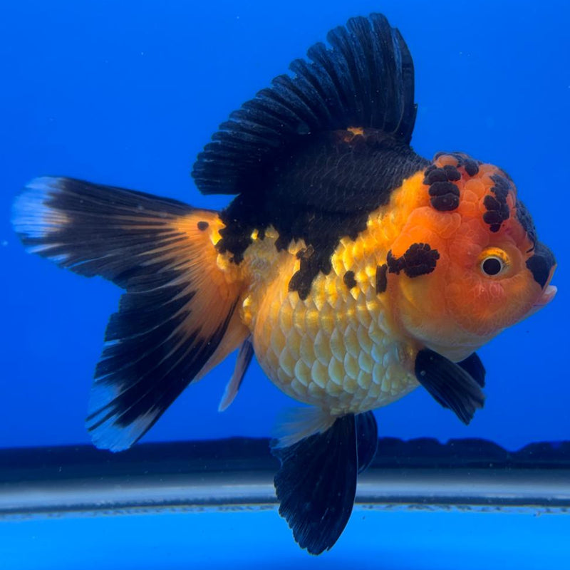 Thai Oranda Apache 4" Body Female (CK-507)R1A12