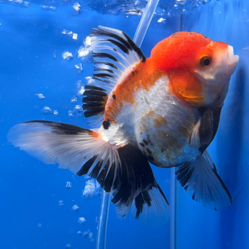 Thai Oranda Tri-Color 4" Body Female (CK-508)R1A12