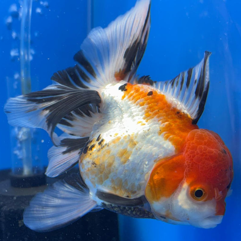Thai Oranda Tri-Color 4" Body Female (CK-508)R1A12