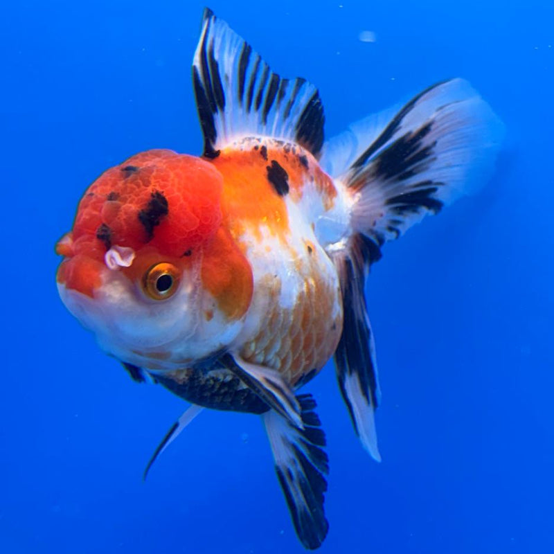 Thai Oranda Tri-Color 4" Body Female (CK-508)R1A12