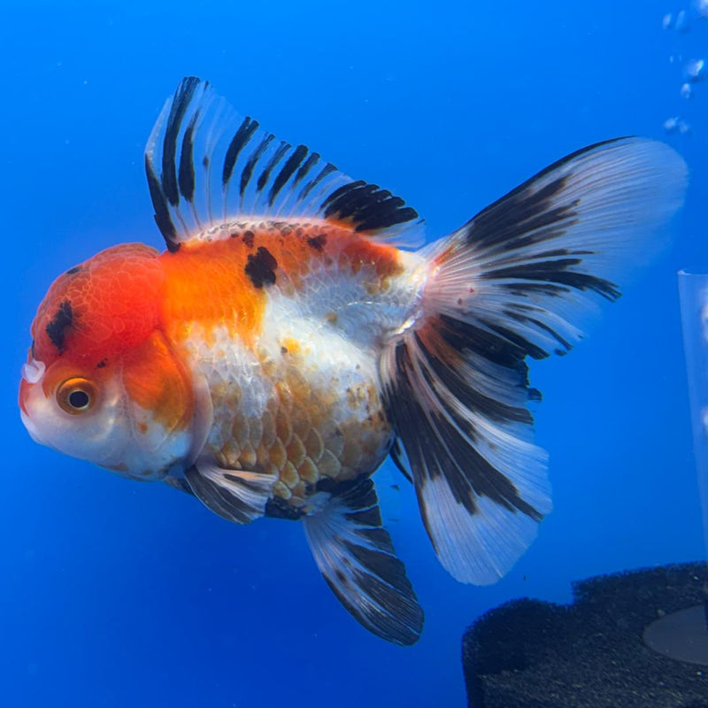 Thai Oranda Tri-Color 4" Body Female (CK-508)R1A12