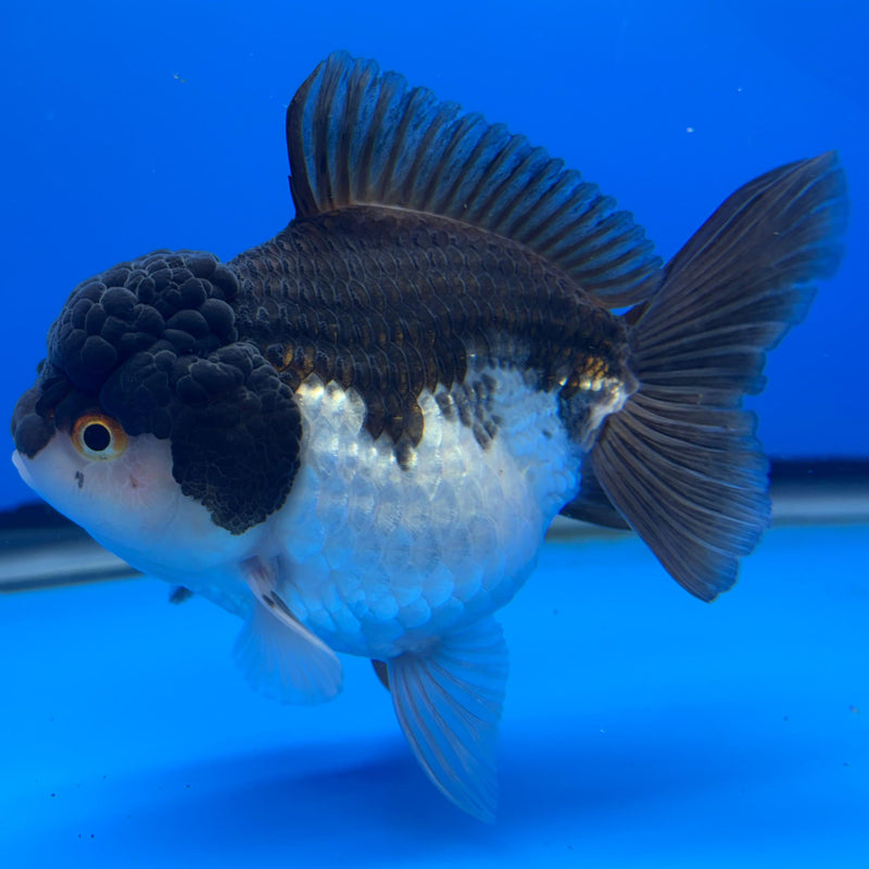 Thai Oranda Panda 4" Body Female (CK-514)R1A12