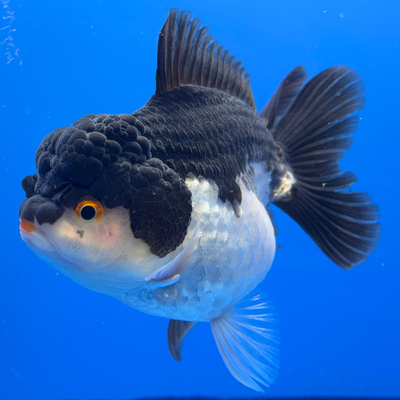 Thai Oranda Panda 4" Body Female (CK-514)R1A12