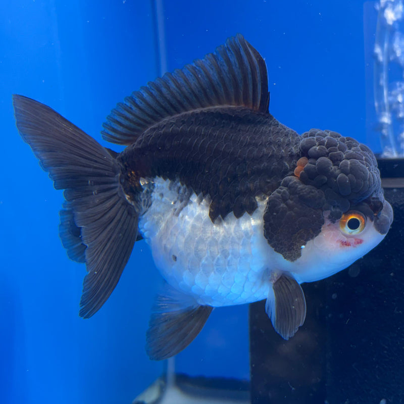 Thai Oranda Panda 4" Body Female (CK-514)R1A12