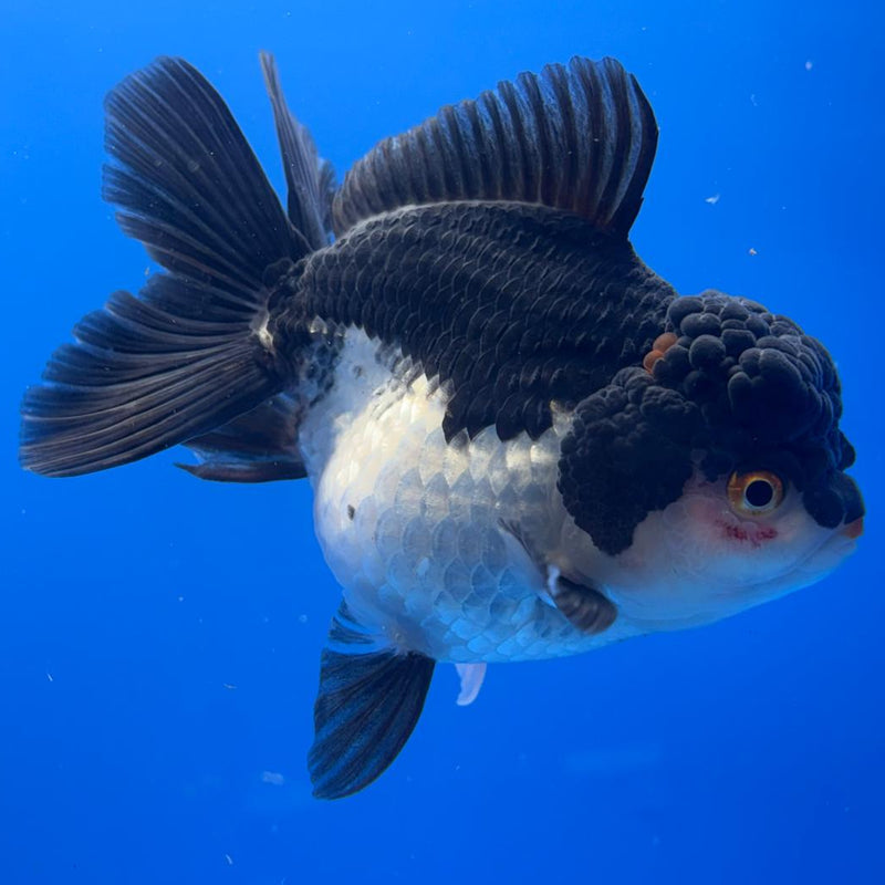 Thai Oranda Panda 4" Body Female (CK-514)R1A12