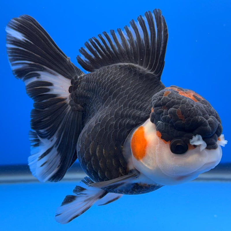 Thai Oranda Tri-Color 4" Body Male (CK-523)R1B11