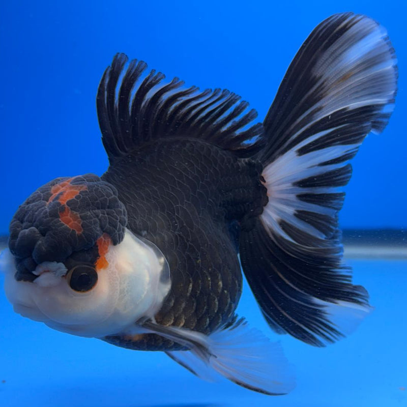 Thai Oranda Tri-Color 4" Body Male (CK-523)R1B11