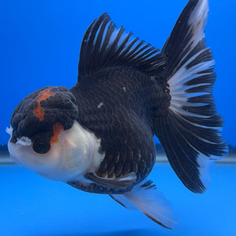 Thai Oranda Tri-Color 4" Body Male (CK-523)R1B11