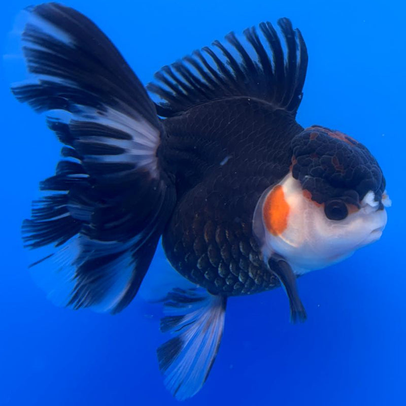 Thai Oranda Tri-Color 4" Body Male (CK-523)R1B11