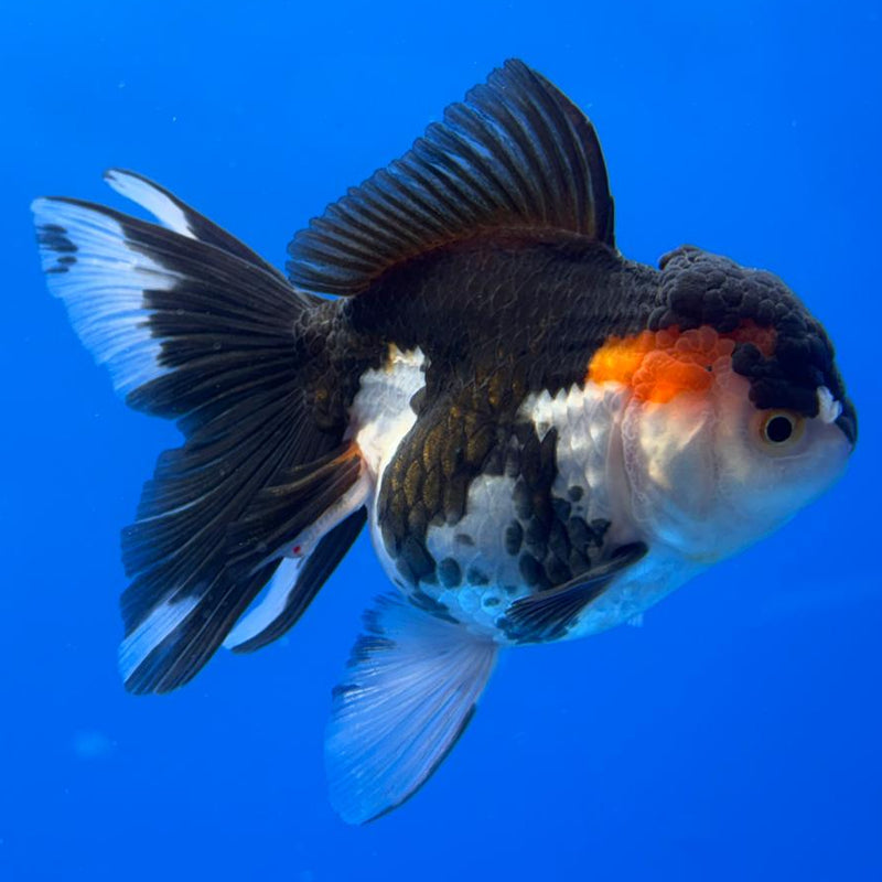 Thai Oranda Tri-Color 4" Body Female (CK-528)R1A10