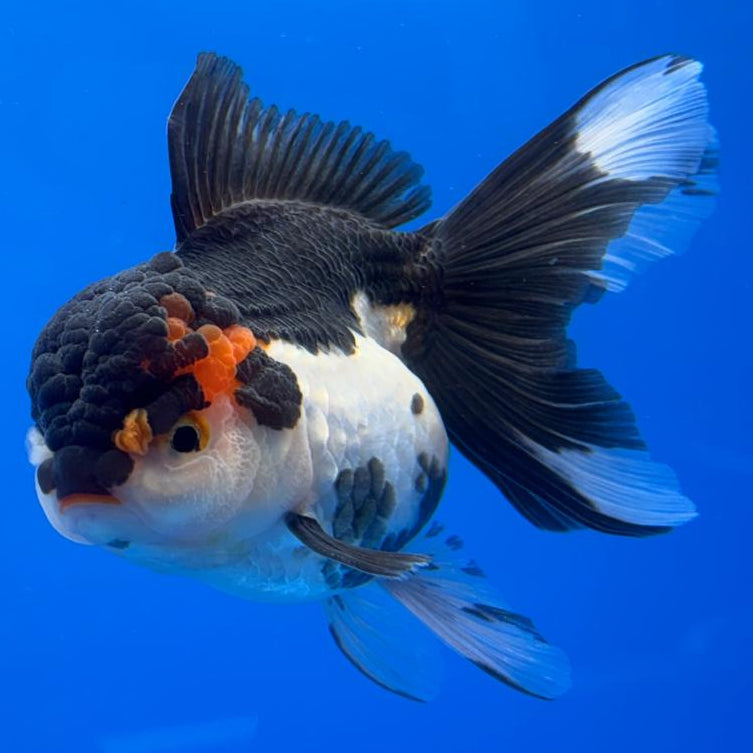 Thai Oranda Tri-Color 4" Body Female (CK-528)R1A10