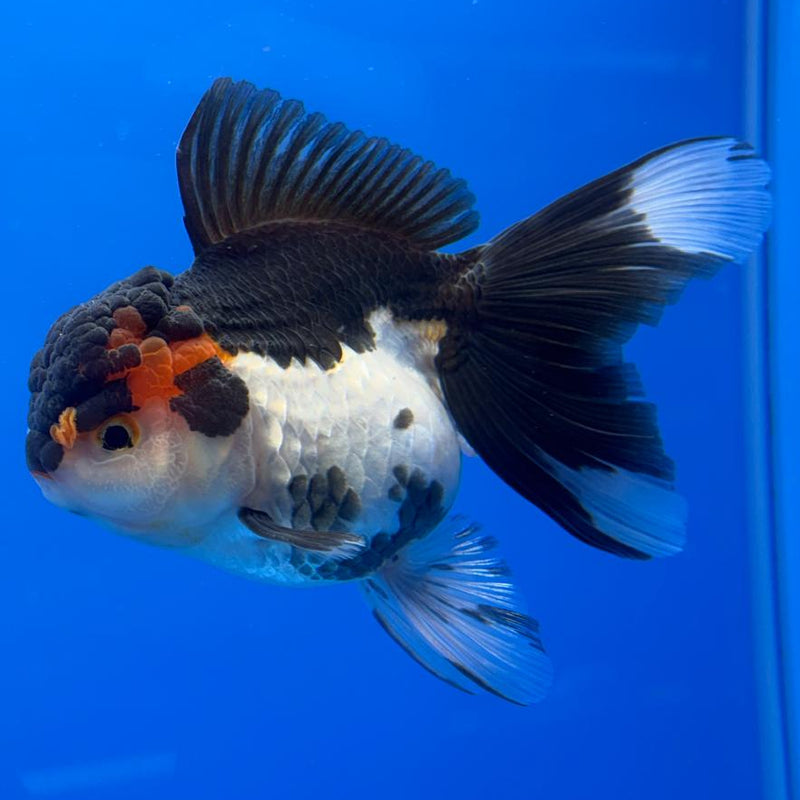 Thai Oranda Tri-Color 4" Body Female (CK-528)R1A10