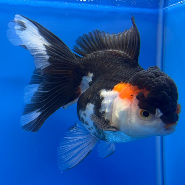 Thai Oranda Tri-Color 4" Body Female (CK-528)R1A10
