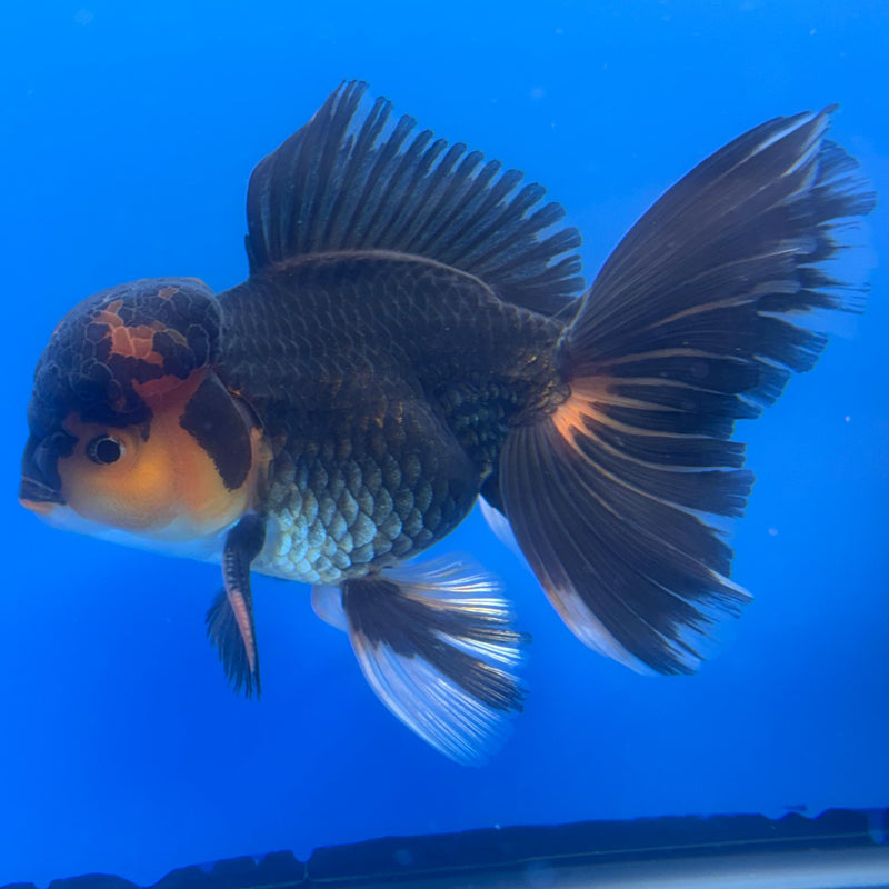 Thai Oranda Apache 4" Body Male (CK-531)R1A10