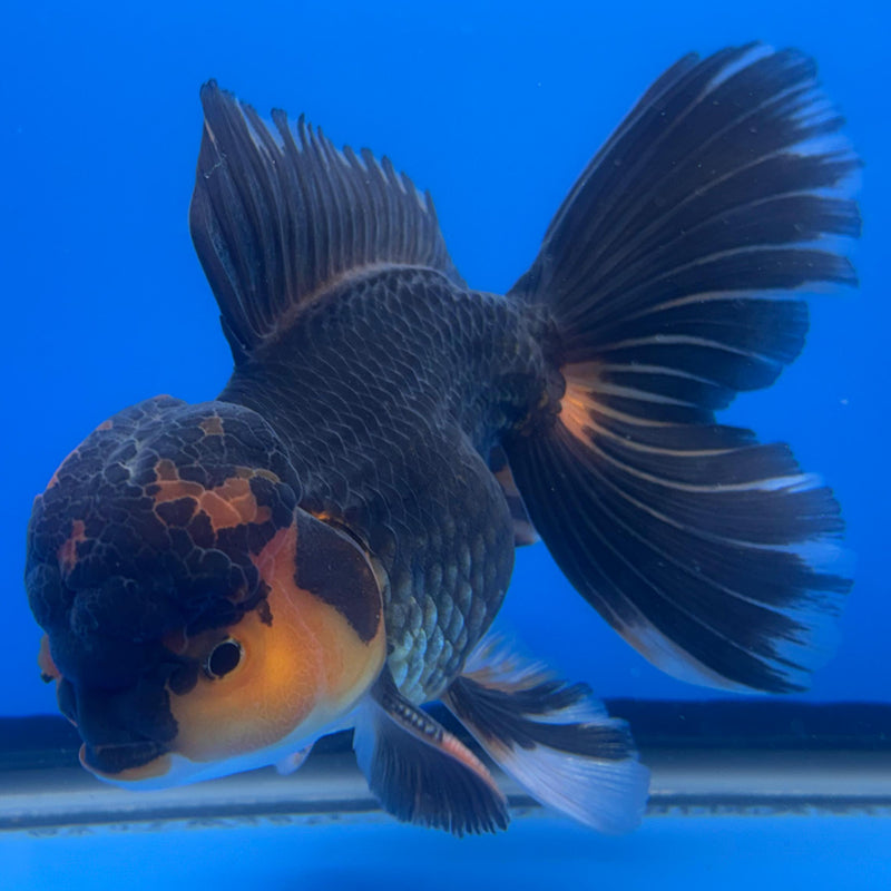 Thai Oranda Apache 4" Body Male (CK-531)R1A10