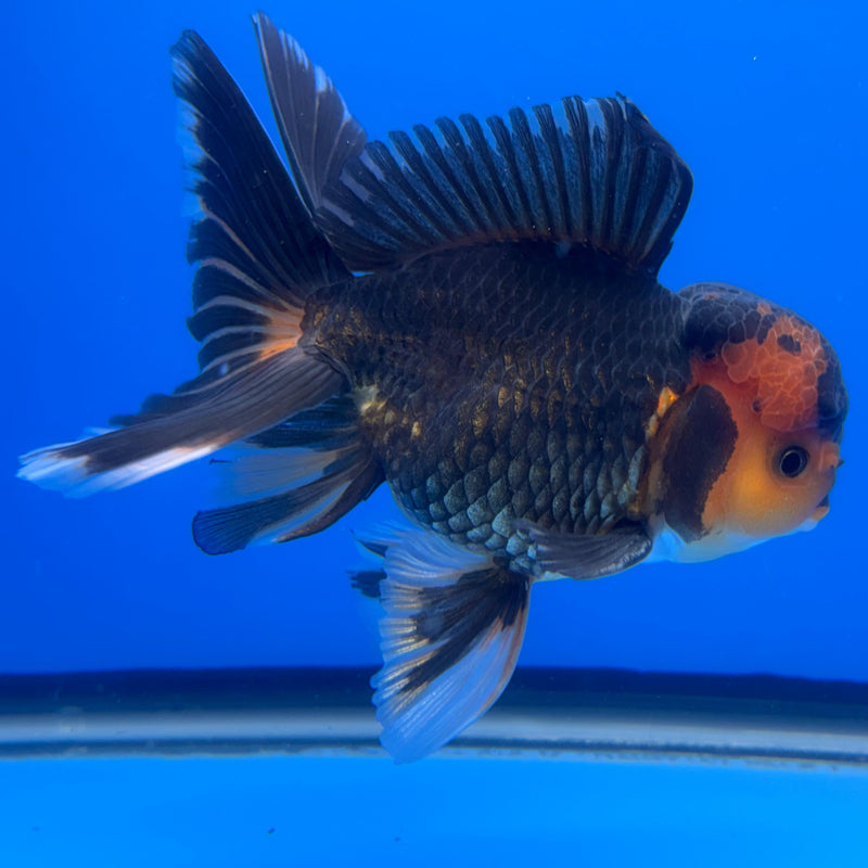 Thai Oranda Apache 4" Body Male (CK-531)R1A10