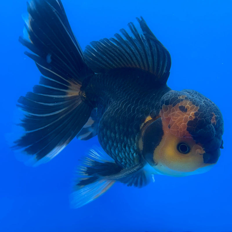 Thai Oranda Apache 4" Body Male (CK-531)R1A10