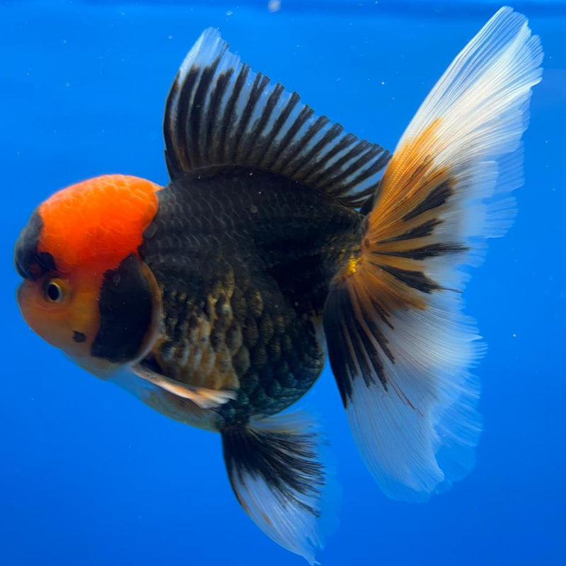 Thai Oranda Apache 4" Body Male (CK-532)R1A10