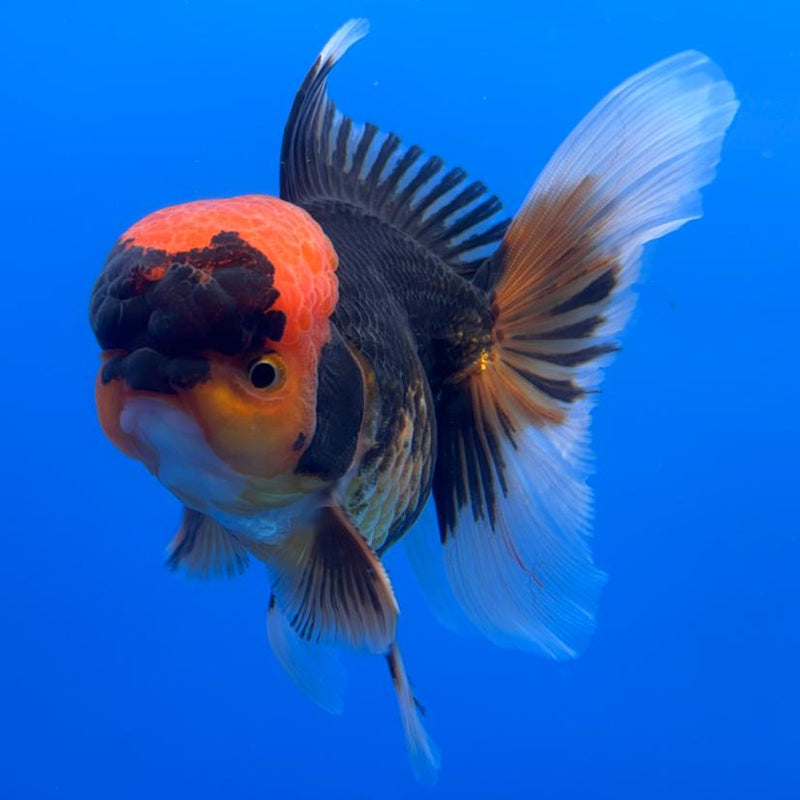 Thai Oranda Apache 4" Body Male (CK-532)R1A10