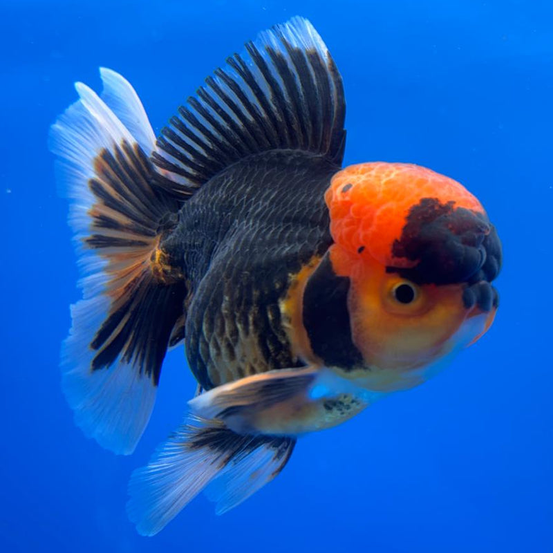 Thai Oranda Apache 4" Body Male (CK-532)R1A10