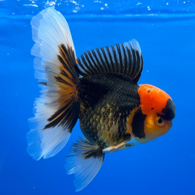 Thai Oranda Apache 4" Body Male (CK-532)R1A10