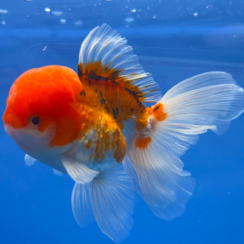 Thai Oranda Tri-Color 3" Body Male (CK-544)R3A15