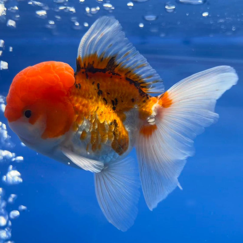 Thai Oranda Tri-Color 3" Body Male (CK-544)R3A15