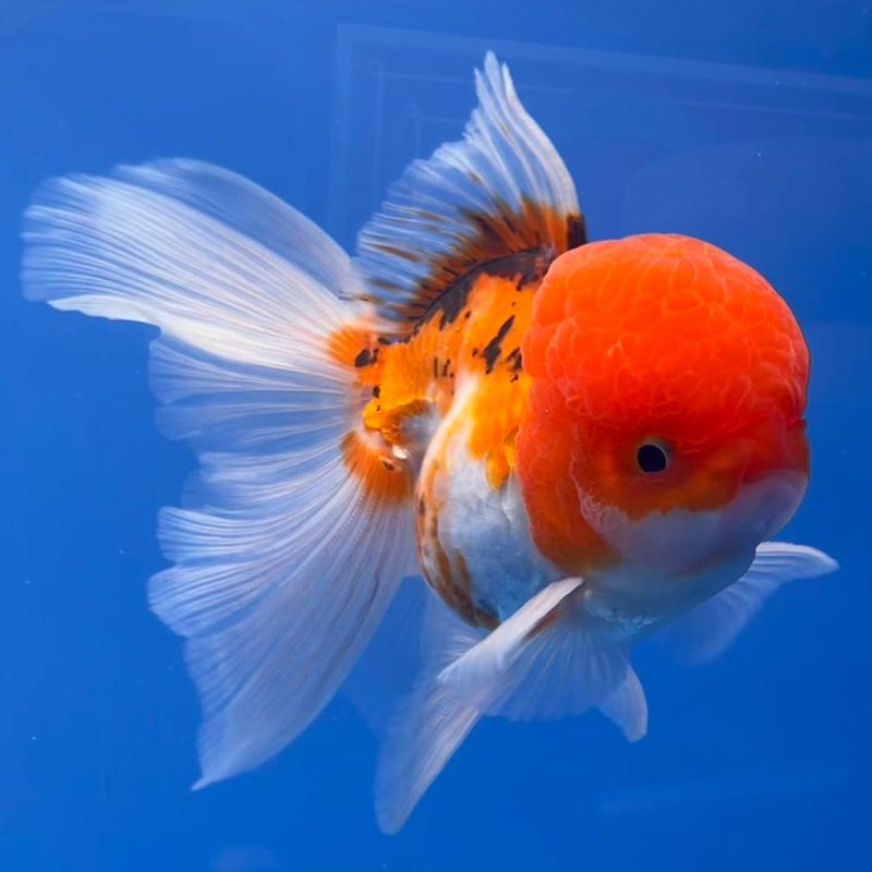 Thai Oranda Tri-Color 3" Body Male (CK-544)R3A15
