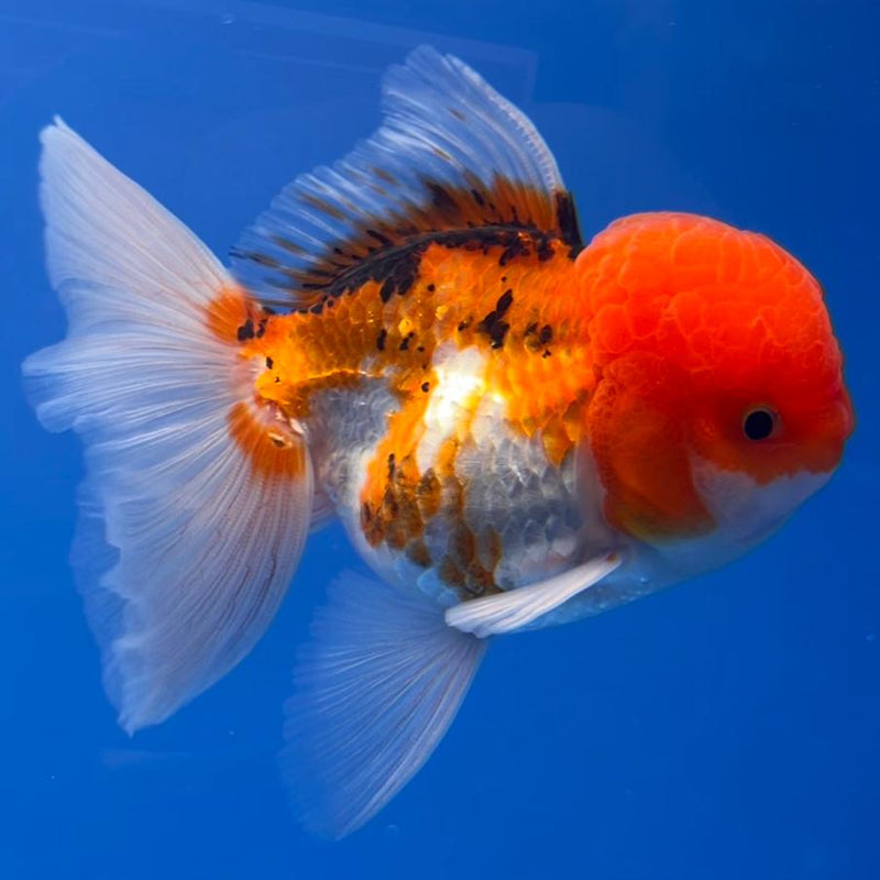 Thai Oranda Tri-Color 3" Body Male (CK-544)R3A15