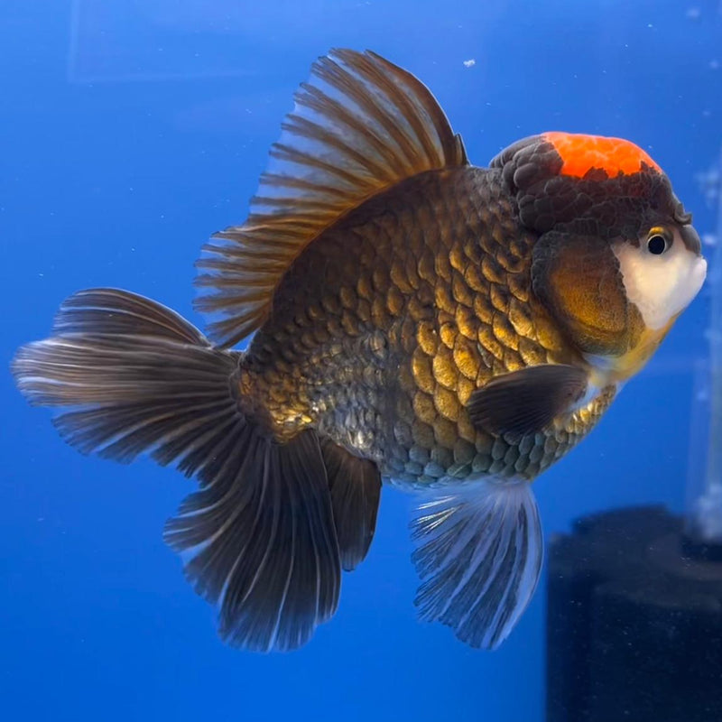 Thai Oranda Black Body Red Cap 3.5" Body Male (CK-533)R1B07
