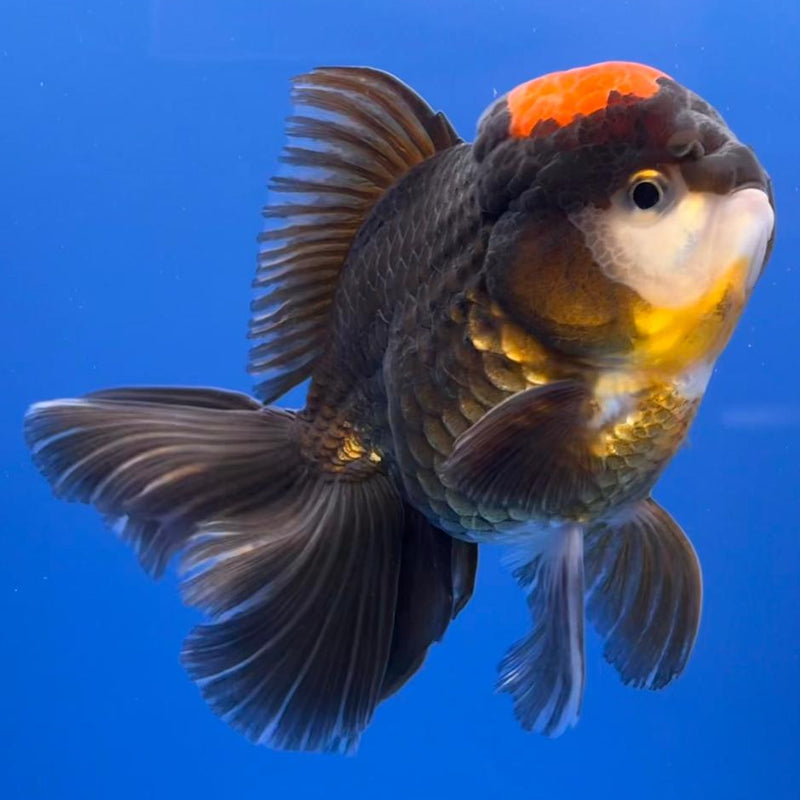 Thai Oranda Black Body Red Cap 3.5" Body Male (CK-533)R1B07