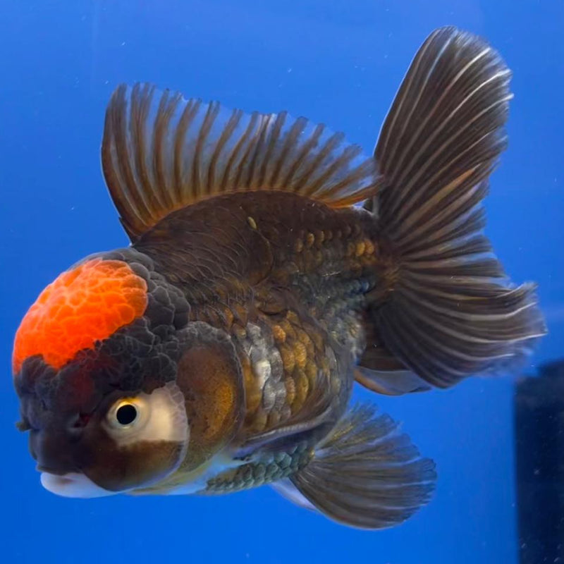 Thai Oranda Black Body Red Cap 3.5" Body Male (CK-533)R1B07